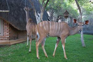 Billede fra billedgalleriet på Selukwe Safari Lodge i Marloth Park