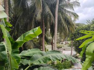 a group of palm trees with green leaves at Simple Hostel Phangan in Baan Khai