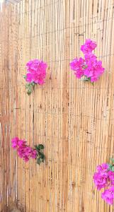 a group of pink flowers sitting on top of a bamboo wall at G&J Minimal House in Tríkala