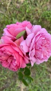 um close de uma flor rosa na grama em Renovated Entire 2BR Flat, Comfort, Scenic Views, Free Parking & 10 min to Ferry em Wellington