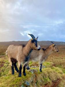 Φωτογραφία από το άλμπουμ του Shepherd's hut 2 at Braebost Croft σε Portree