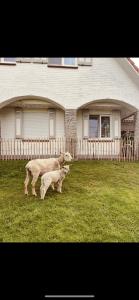 a mother sheep and her baby standing in front of a house at Chambre d'hôtes Lucia avec vue sur jardin arboré in Tournai