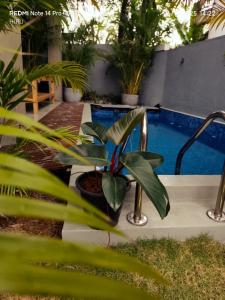 eine Pflanze in einem Topf neben einem Schwimmbad in der Unterkunft Priima in Ahangama