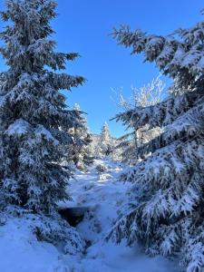 a snow covered forest with snow covered trees at Apartmán pod sjezdovkou Lysá Hora Horní náměstí Ski Lumi in Rokytno