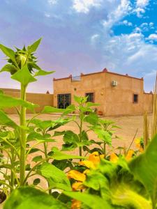 budynek na pustyni z roślinami przed nim w obiekcie Marrakech to desert camp w mieście Merzouga