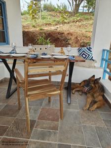 ChanereThe Camphor Villa - Farmers Deck的一只狗趴在桌子底下，桌子底下放着几杯杯子。