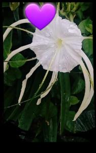 a purple heart sitting on top of a white flower at SeaSide Amour Rendezvous Dormitory BEDS and Airport Shuttles in Korotogo