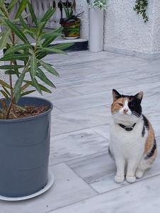 Huéspedes con una o varias mascotas en The Best