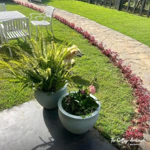 Zahrada ubytování The Cottage Ambewela by 47