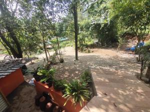 ein Garten mit Bäumen und Pflanzen auf einer Terrasse in der Unterkunft Soul Stay in Munnar + 9 Fotos