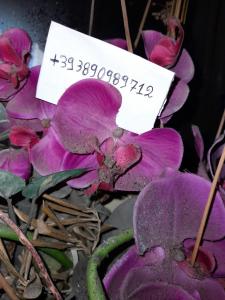 a sign sitting on top of purple flowers at Copertino da amare in Copertino