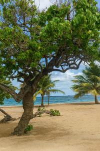 Φυσικό τοπίο κοντά σε αυτό το διαμέρισμα +13 φωτογραφίες