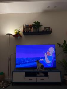 eine Katze, die vor einem Flachbild-TV sitzt in der Unterkunft Friendly apartment with friendly pet in Riad + 6 Fotos