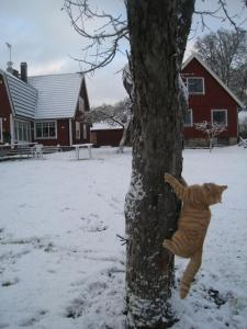 Galeriebild der Unterkunft Kråkeskogsgården, nature in town in Osby