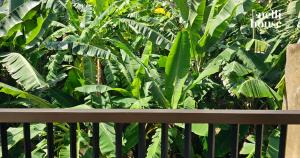 Drewniana ławka przed kępą roślin w obiekcie nelli house w mieście Galle