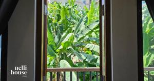 okno z widokiem na drzewo bananowe w obiekcie nelli house w mieście Galle