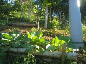 Vườn quanh Balcones de la montaña +3 ảnh