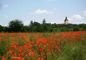 a field of red flowers with a windmill in the background at Spacieuse maison de vacances in Sorges +2 photos