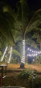 Una palmera con luces por la noche. en CoCo Camp Stay, en Honāvar 9 fotos más
