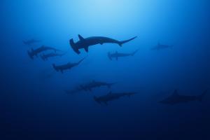 Zvířata v penzionu nebo okolí