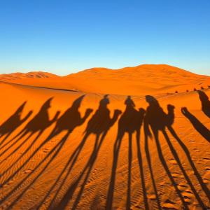 Hosté ubytování Sahara Moon Luxury Camp + 7 fotografií