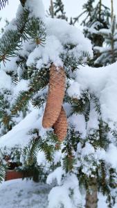 NielbarkBiały Domek Nielbark - Agroturystyka的雪树上挂着一个松果