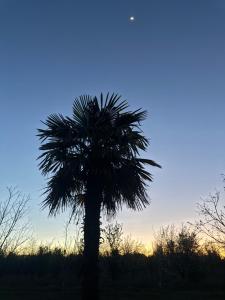 圣拉斐尔Complejo de Cabañas Quintana Cochera Cocina Wifi Smartv Aire Acondicionado的日落时在田野里的棕榈树