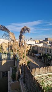 ケルアンにあるSuite Iskander Persaneの塀の横に座るヤシの木
