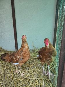 Galeriebild der Unterkunft अमानगढ़ कोर्बेट फार्म स्टे in Jhirna