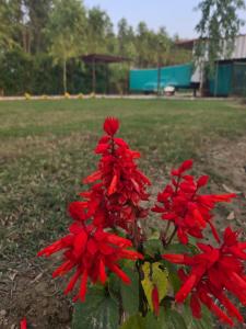 Galeriebild der Unterkunft अमानगढ़ कोर्बेट फार्म स्टे in Jhirna + 10 Fotos