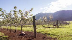 a dog standing in a field next to a fence at Mount Gnomon Farm in Penguin