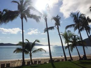 a group of palm trees on the beach at Mango Tides in Airlie Beach