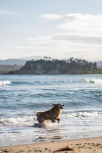 a dog running in the water on the beach at Barlings Beach Holiday Park in Tomakin