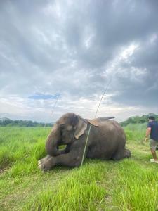 Un bebé elefante acostado en la hierba con una cuerda. en Hotel Dobhan, en Bharatpur