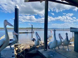 Iluka Sea Spray في إيلوكا: مجموعة من البجعات تقف على رصيف قريب من الماء
