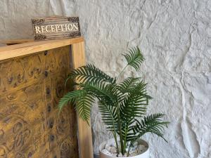 een plant in een witte pot naast een bord bij BL Karakum Suites in Sinop