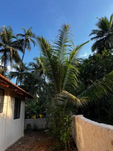 MagdālSolaya Living - Galgibaga - 1 min to the beach的房子前面的一棵棕榈树 更多5张照片