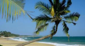 a palm tree on a beach with the ocean at Hotel Tangoreef in Tangalle