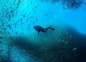 MāvalliShivaya AC & Non Ac Stay的和一群鱼一起在海洋里游泳的人