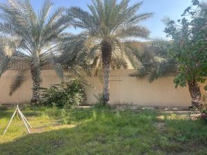 two palm trees in a yard next to a wall at doge villa 3 in Dubai