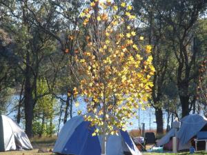 Tiny Away Escape at Granite Belt - Sommerville Valley Campsites في ستانثورب: شجرة في وسط حقل مع خيام