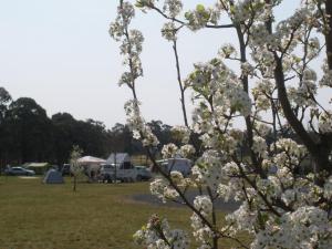 Tiny Away Escape at Granite Belt - Sommerville Valley Campsites في ستانثورب: شجرة مع الزهور البيضاء في الحديقة +صورة واحدة
