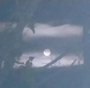 埃博森Refugio Holístico Flora Boreal的雾中两只鸟栖息在树枝上。