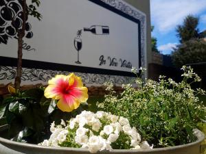 Zahrada ubytování Ferienhaus Senta + 3 fotografie