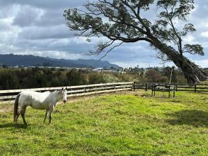 Άλλα ζώα σε αυτό το bed & breakfast ή στη γύρω περιοχή