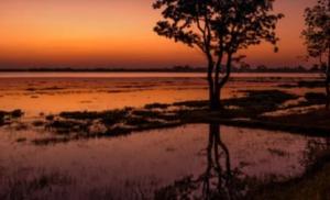 ein Baum in der Mitte eines Wasserkörpers in der Unterkunft madurasinghe villa in Anuradhapura