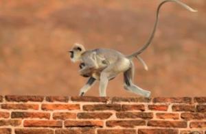 Zwei Affen springen auf einer Backsteinmauer herum. in der Unterkunft madurasinghe villa in Anuradhapura