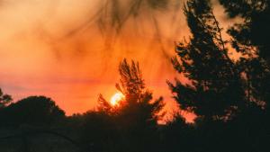 a fire is burning behind some trees at sunset at Tenuta Doxi in Gallipoli