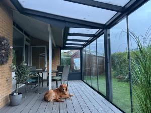 a dog laying on the deck of a house at Strandnahes Ferienhaus NR 2 mit Wintergarten grosser uneinsehbarer Garten in Sint Maartensvlotbrug