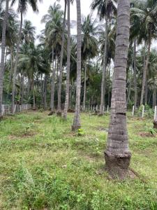蒂鲁奇奇拉帕利Srirangam Heritage Farmhouse - Perfect Spot for Parties & Events的草场上的一群棕榈树